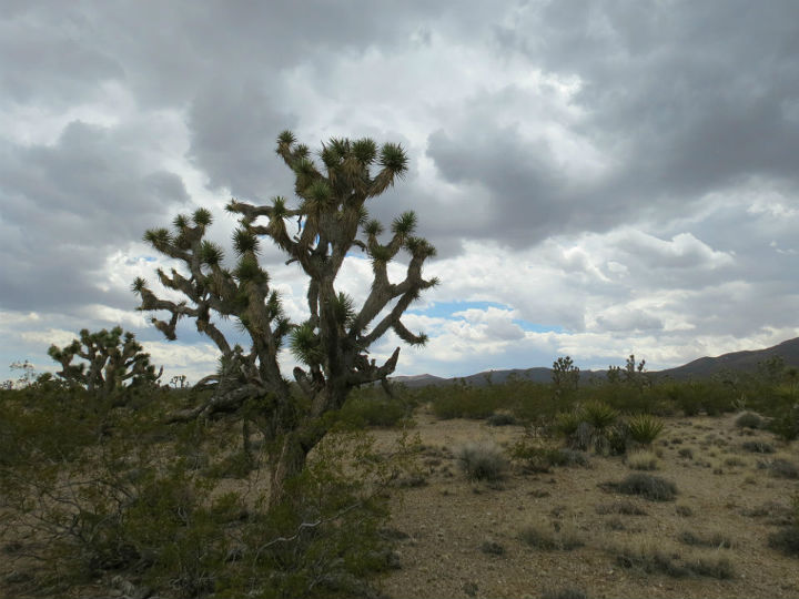 Joshua Tree